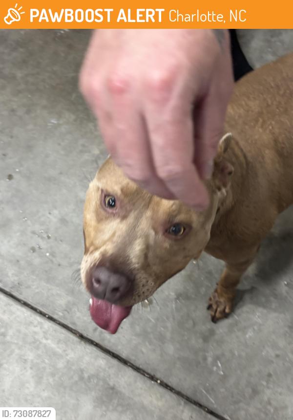 Found/Stray Female Dog last seen Near Pernell Ln, Charlotte, NC 28213