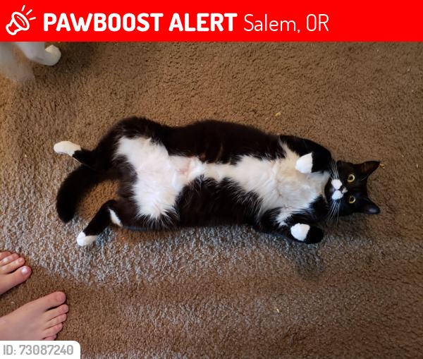 Lost Female Cat last seen Auburn Elementary School, Salem, OR 97301