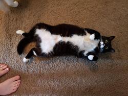 Lost Female Cat last seen Auburn Elementary School, Salem, OR 97301