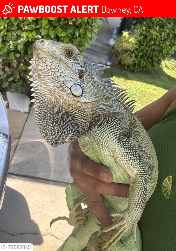 Lost Male Reptile last seen Stewart and gray, Downey, CA 90241