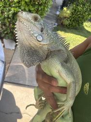 Lost Male Reptile last seen Stewart and gray, Downey, CA 90241
