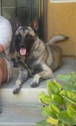 Found/Stray Male Dog last seen East Palmdale, Los Angeles County, CA 93543