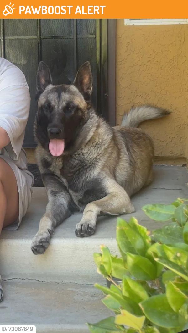 Found/Stray Male Dog last seen East Palmdale, Los Angeles County, CA 93543