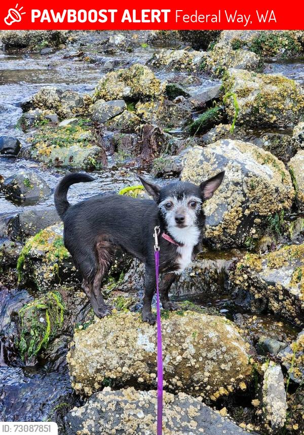 Lost Female Dog last seen 21st sw and sw 346th, Federal Way, WA 98023