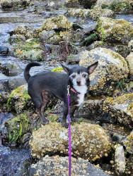 Lost Female Dog last seen 21st sw and sw 346th, Federal Way, WA 98023