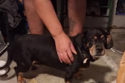Found/Stray Female Dog last seen 78th street and Juanita AVE Mesa, AZ, Mesa, AZ 85209