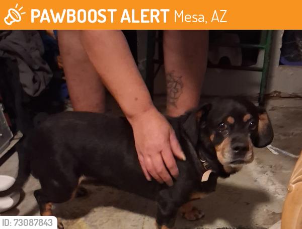 Found/Stray Female Dog last seen 78th street and Juanita AVE Mesa, AZ, Mesa, AZ 85209