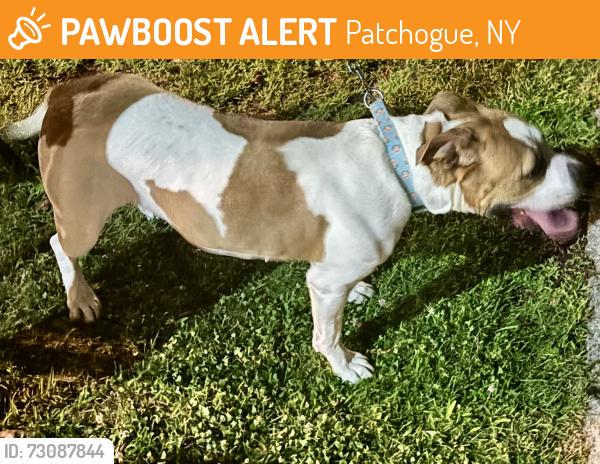 Found/Stray Female Dog last seen Crescent St, Patchogue, NY 11772