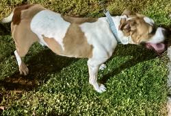 Found/Stray Female Dog last seen Crescent St, Patchogue, NY 11772