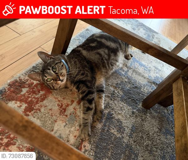 Lost Female Cat last seen East S Street and East 59th Street, Tacoma, WA 98404