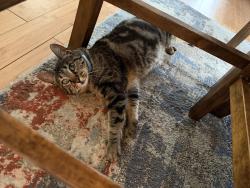 Lost Female Cat last seen East S Street and East 59th Street, Tacoma, WA 98404