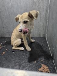 Shelter Stray Male Dog last seen Near BLOCK EL PASO, 4710 TX-151, San Antonio, TX 78227, USA
