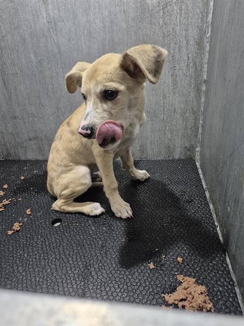 Shelter Stray Male Dog last seen Near BLOCK EL PASO, 4710 TX-151, San Antonio, TX 78227, USA