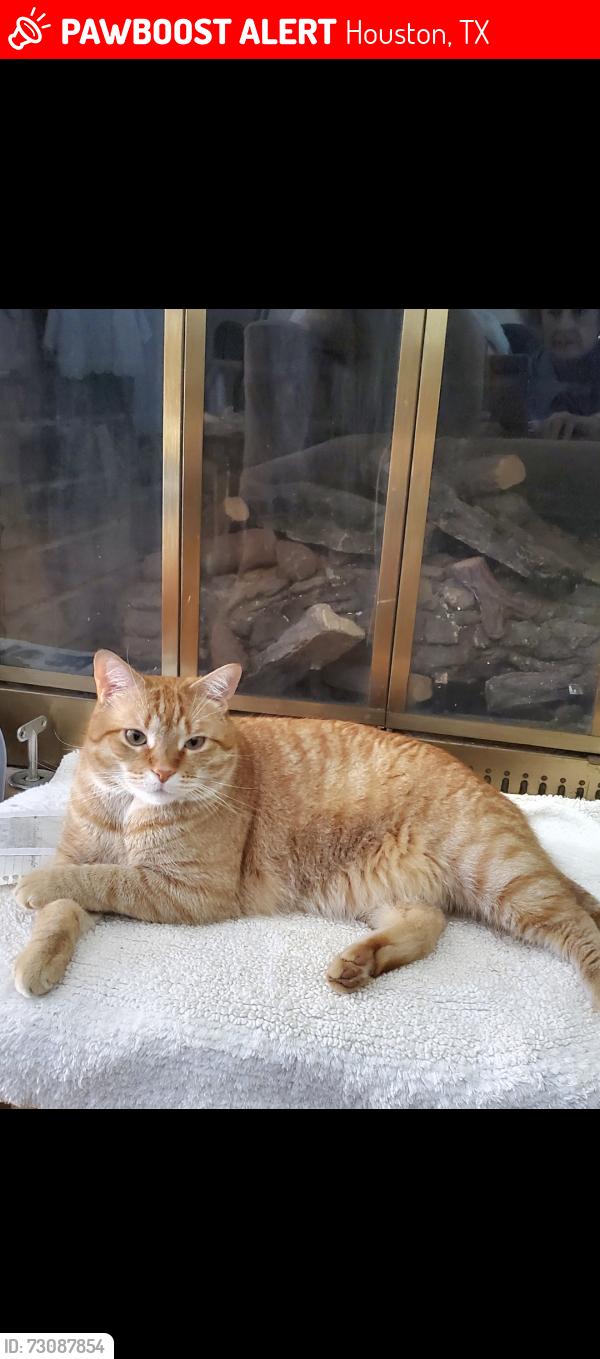 Lost Male Cat last seen Alabama and Woodhead , Houston, TX 77098