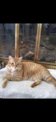 Lost Male Cat last seen Alabama and Woodhead , Houston, TX 77098