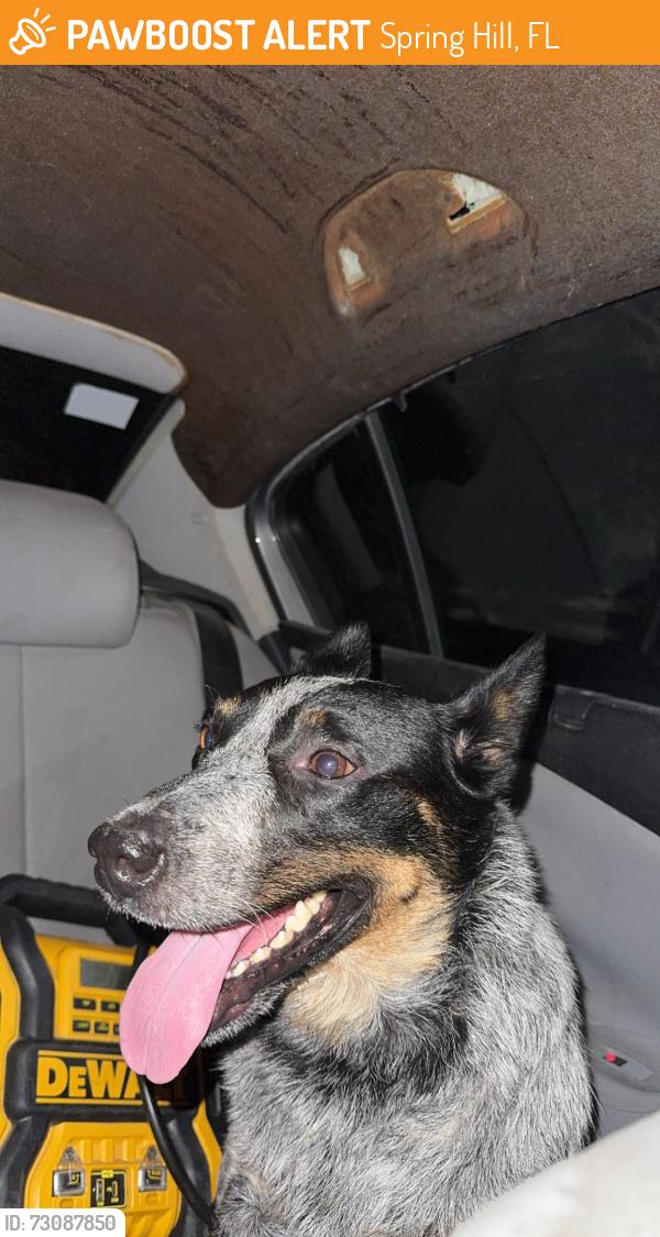 Found/Stray Female Dog last seen by the dominos on county line road, Spring Hill, FL 34609