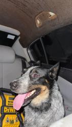 Found/Stray Female Dog last seen by the dominos on county line road, Spring Hill, FL 34609