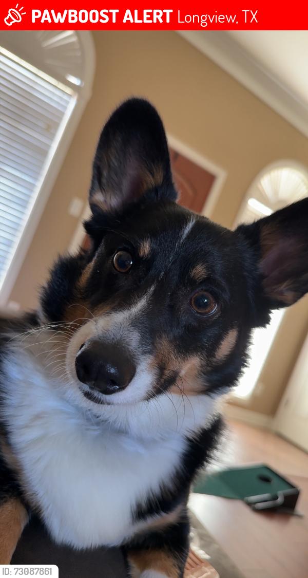 Lost Male Dog last seen The corner or Lansing Switch Rd and Lasiter Rd. Cedar Grove subdivision, Longview, TX 75602