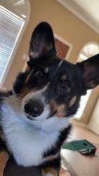 Lost Male Dog last seen The corner or Lansing Switch Rd and Lasiter Rd. Cedar Grove subdivision, Longview, TX 75602