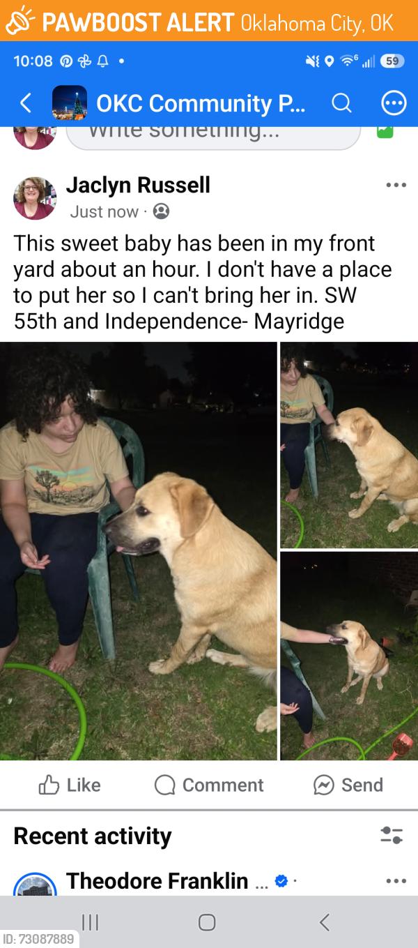 Found/Stray Female Dog last seen SW 55TH, Oklahoma City, OK 73119