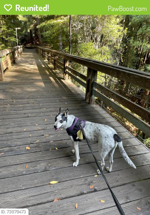 Reunited Male Dog last seen 136th avenue , San Leandro, CA 94578