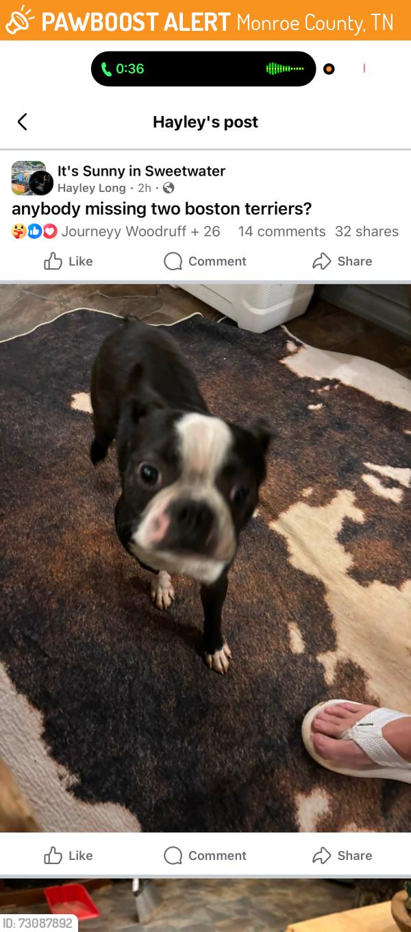 Found/Stray Female Dog last seen Near, Monroe County, TN 37874