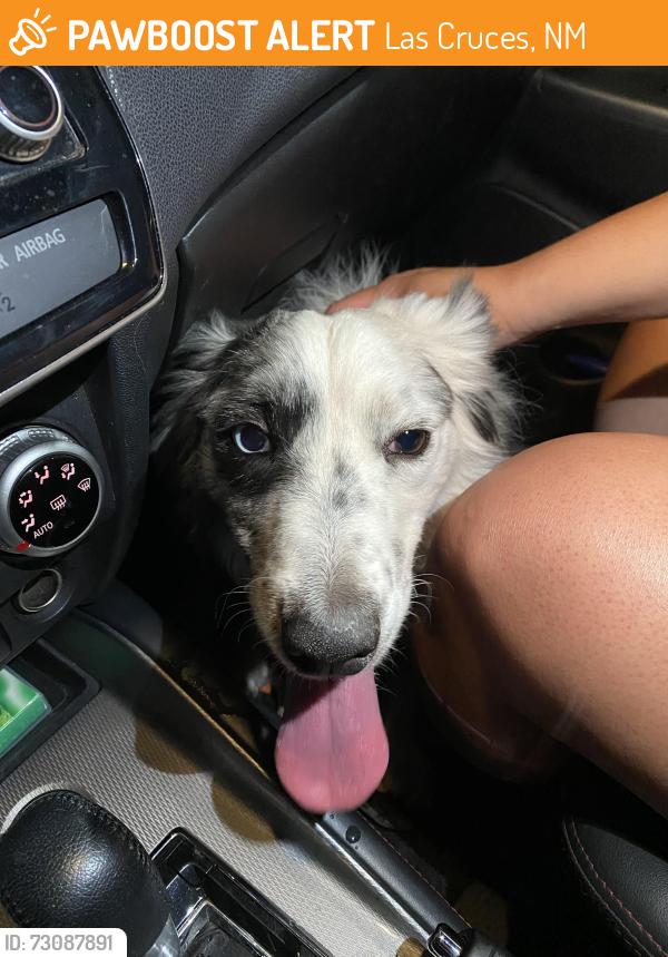 Found/Stray Unknown Dog last seen Walnut, Las Cruces, NM 88001