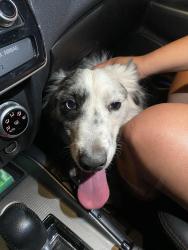 Found/Stray Unknown Dog last seen Walnut, Las Cruces, NM 88001