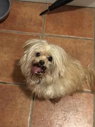 Found/Stray Unknown Dog last seen Old Paris road, Lexington, KY 40503