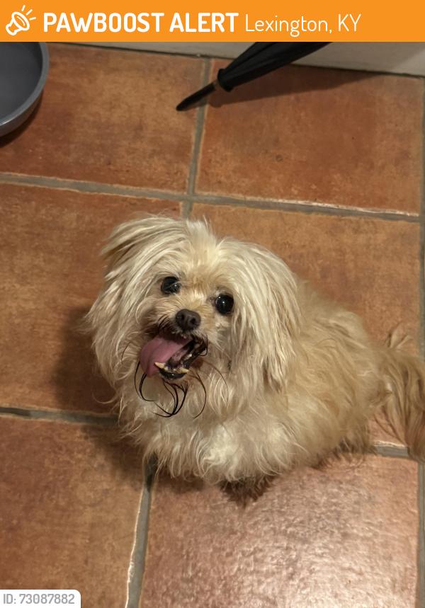 Found/Stray Unknown Dog last seen Old Paris road, Lexington, KY 40503
