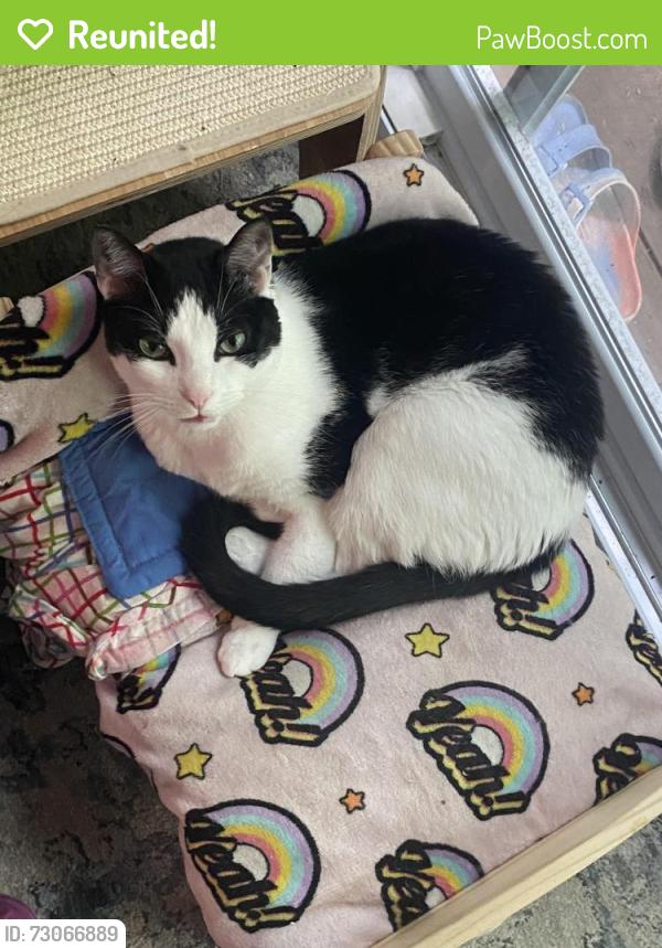 Reunited Male Cat last seen LOST IN WALKER LAKE COMMUNITY Near Piute, Iroqious, Cahoonzie roads and  Maple Drive, Shohola, PA 18458