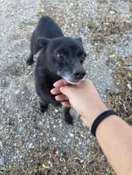 Found/Stray Male Dog last seen Near Marion Dr Las Vegas, NV 89110 United States, Las Vegas, NV 89110