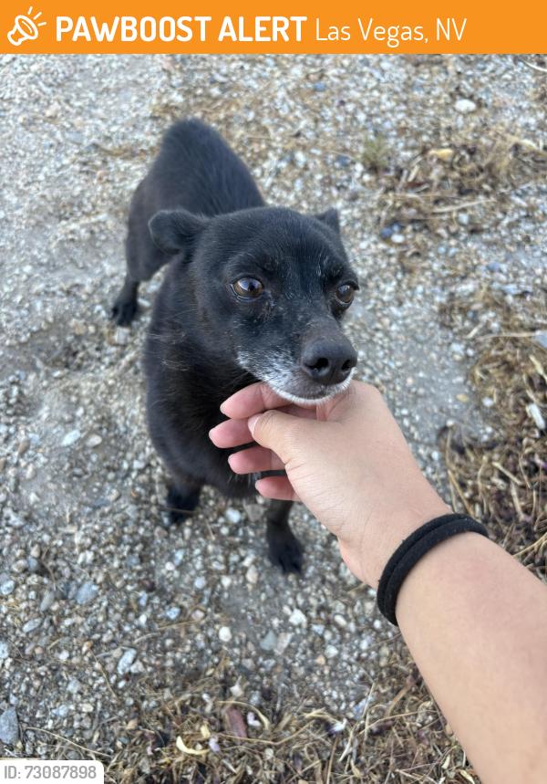 Found/Stray Male Dog last seen Near Marion Dr Las Vegas, NV 89110 United States, Las Vegas, NV 89110