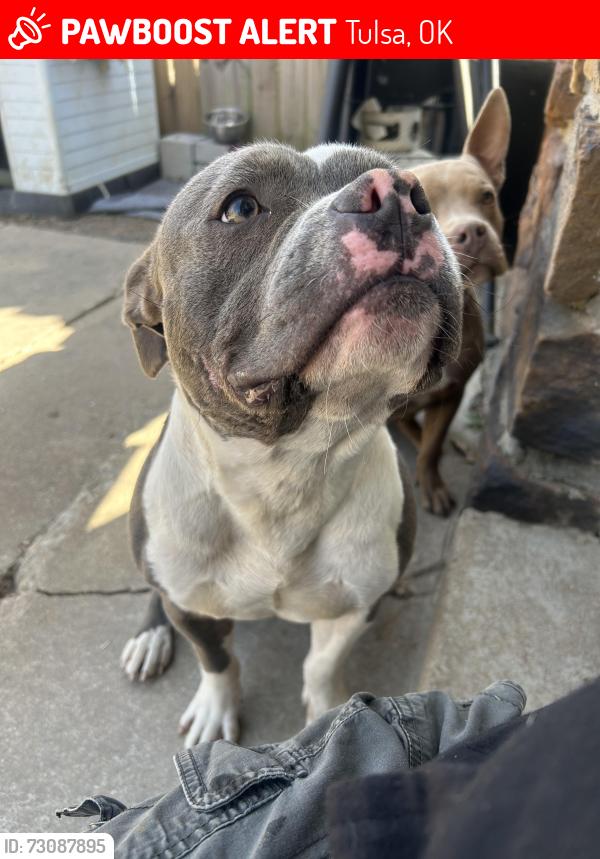 Lost Male Dog last seen 31st and garnett, Tulsa, OK 74134