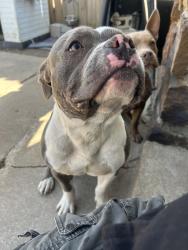 Lost Male Dog last seen 31st and garnett, Tulsa, OK 74134