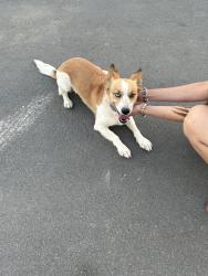 Found/Stray Female Dog last seen 7th standard, Bakersfield, CA 93312
