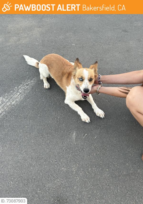 Found/Stray Female Dog last seen 7th standard, Bakersfield, CA 93312