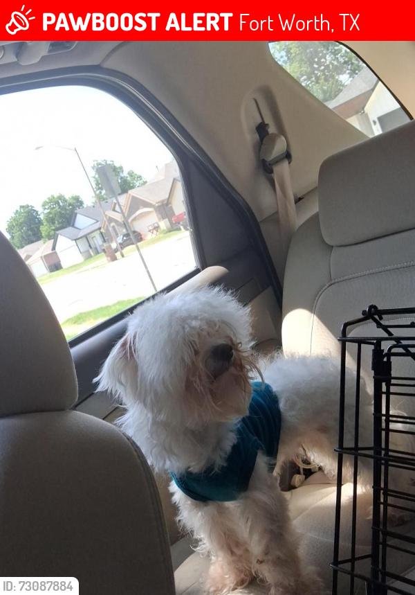 Lost Male Dog last seen Near Cobble Hill Apa6, Fort Worth, TX 76112