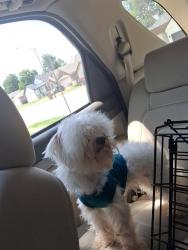 Lost Male Dog last seen Near Cobble Hill Apa6, Fort Worth, TX 76112