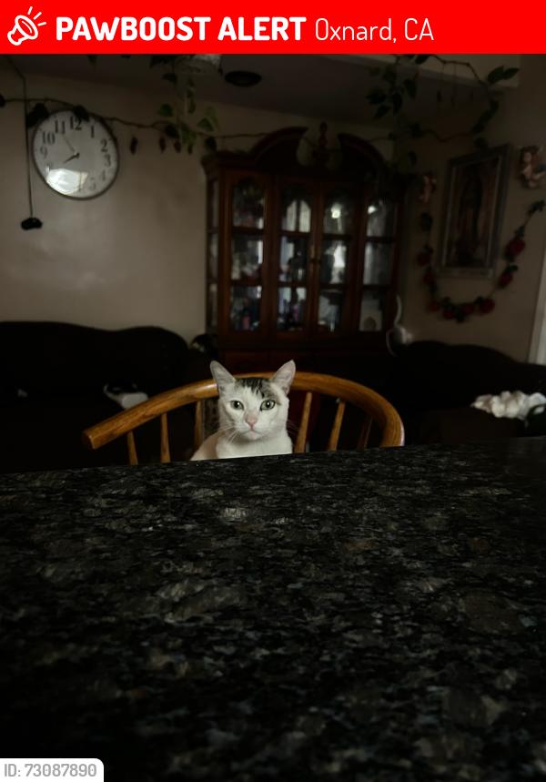 Lost Male Cat last seen Near helsam ave oxnard ca, Oxnard, CA 93036