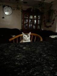 Lost Male Cat last seen Near helsam ave oxnard ca, Oxnard, CA 93036
