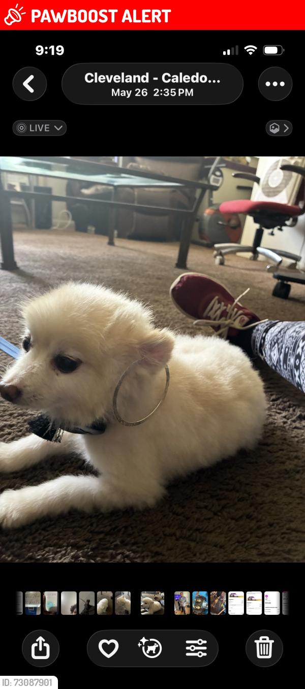 Lost Male Dog last seen Quilliams and Stoneleigh Road, Cleveland Heights, OH 44121