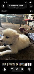 Lost Male Dog last seen Quilliams and Stoneleigh Road, Cleveland Heights, OH 44121