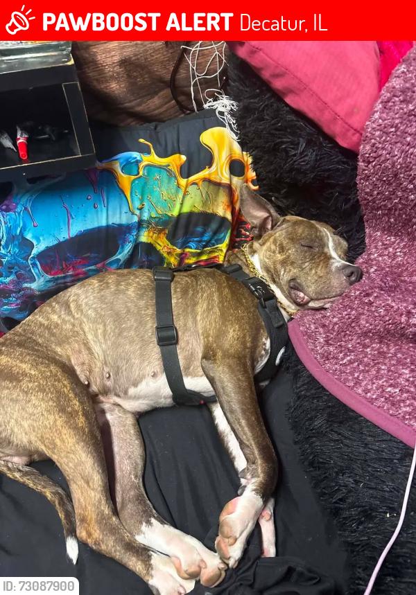 Lost Female Dog last seen Union and McKinley, Decatur, IL 62526
