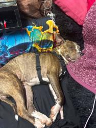 Lost Female Dog last seen Union and McKinley, Decatur, IL 62526