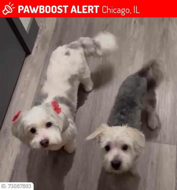 Lost Unknown Dog last seen Pulaski and Flournoy, Chicago, IL 60624
