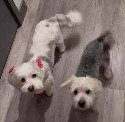 Lost Unknown Dog last seen Pulaski and Flournoy, Chicago, IL 60624