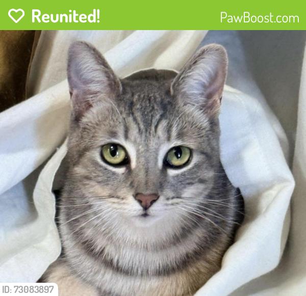 Reunited Female Cat last seen Bent Drive , Campbell, CA 95008