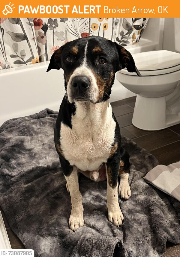 Found/Stray Male Dog last seen Creek Turnpike and County Line, Broken Arrow, OK 74012