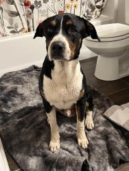 Found/Stray Male Dog last seen Creek Turnpike and County Line, Broken Arrow, OK 74012
